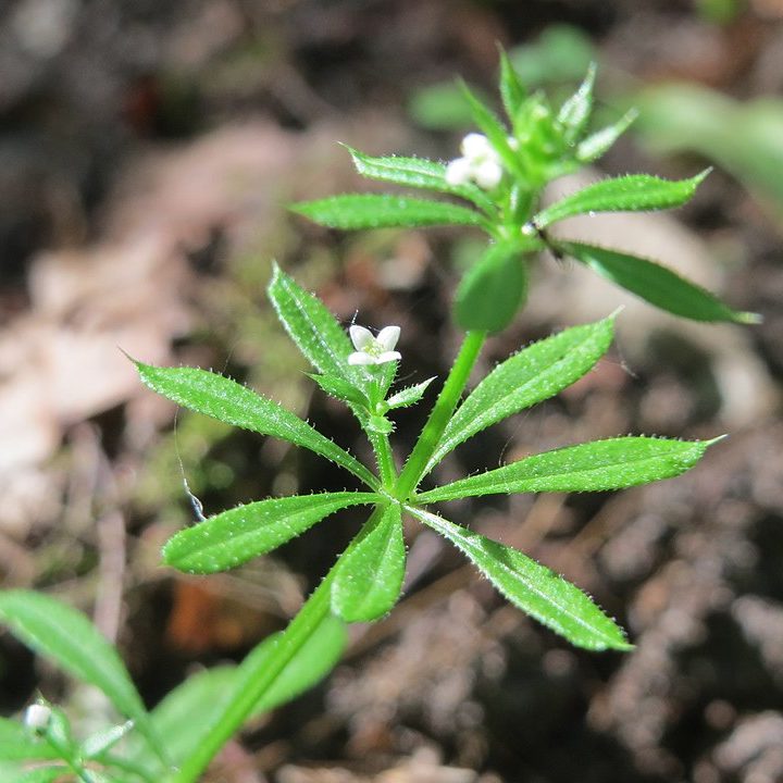 Przytulia czepna