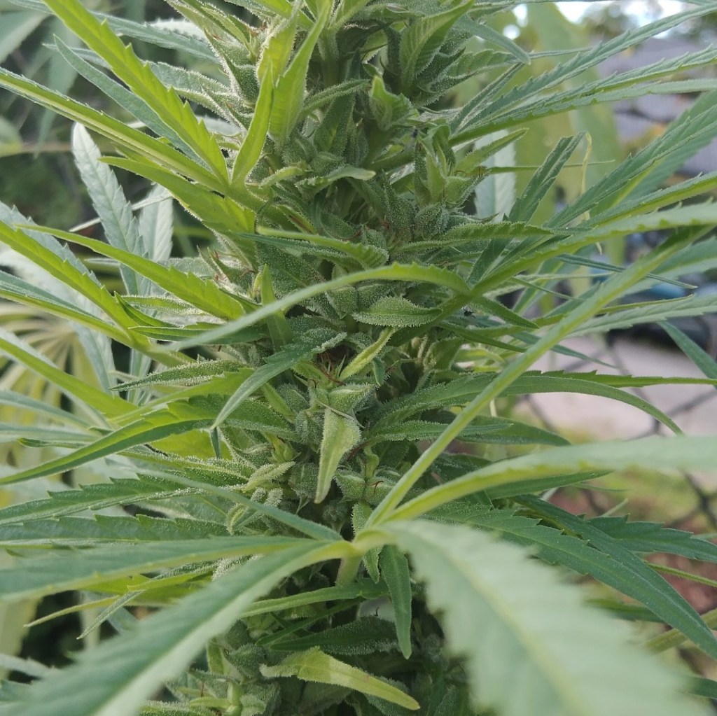 Terpeny czy THC