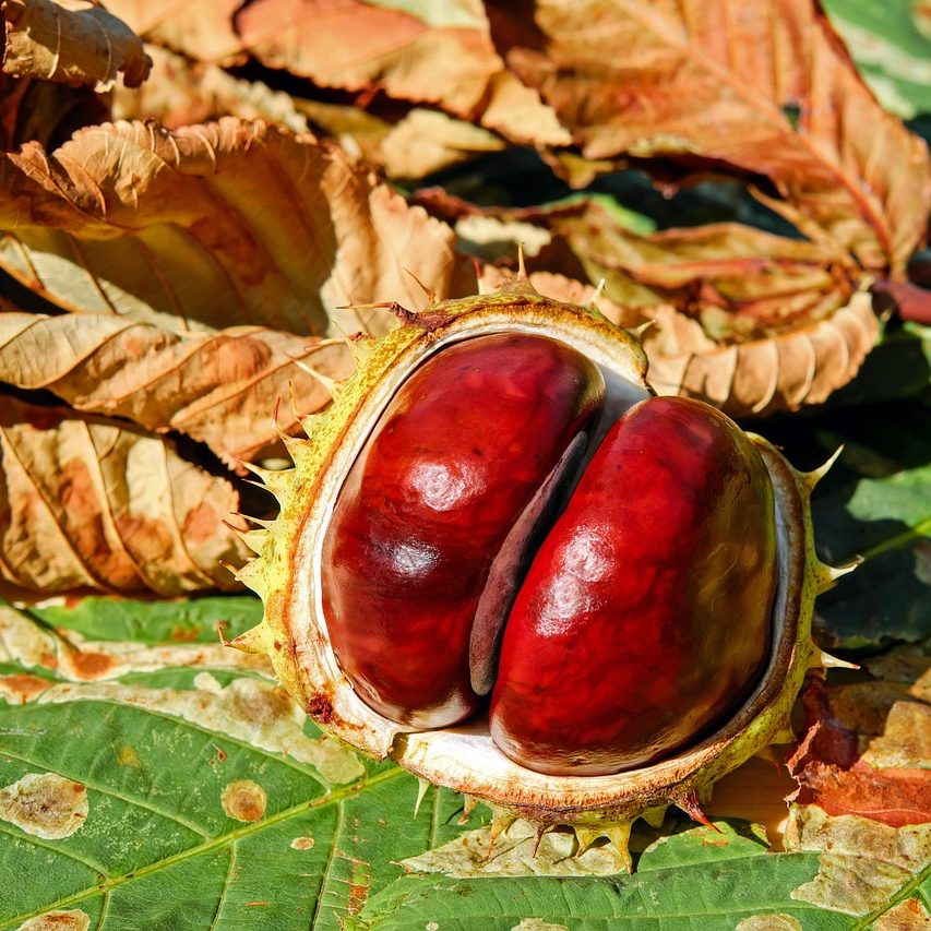 Kasztanowiec: naturalny sposób na żylaki i obrzęki